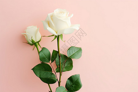 浪漫白玫瑰粉红色白玫瑰高清图片