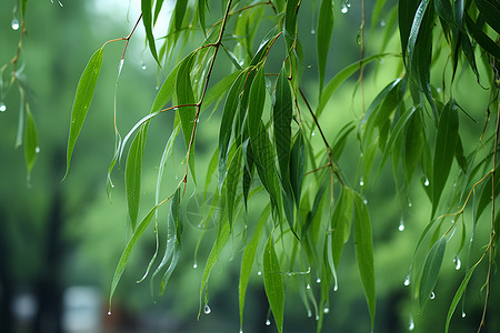 雨水柳树树上挂满水珠的公园景区背景