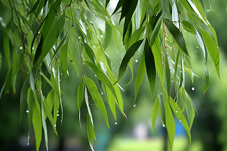 雨水柳树树上挂满水珠背景