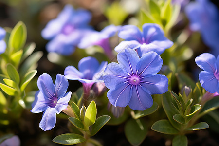 清新的紫色小花背景图片