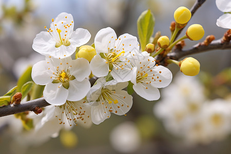 花开四季四季花开高清图片