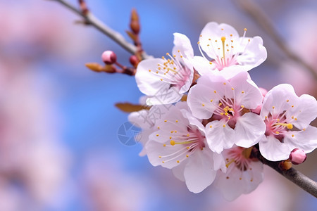 枝头美丽的樱花图片