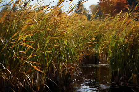 乡村田野的湿地芦苇图片