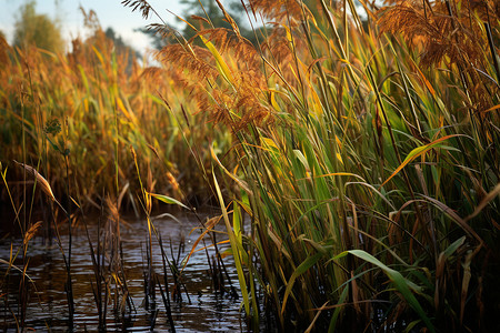 美丽的湿地芦苇景观图片