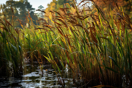 秋日的湿地芦苇景观图片