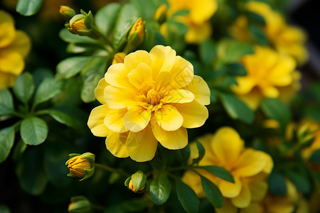 黄色花朵的特写图片