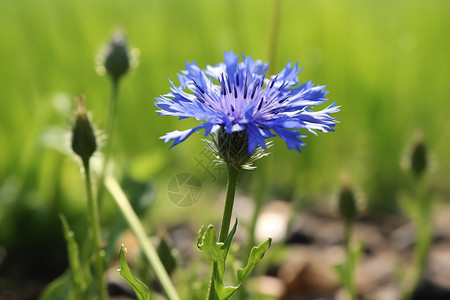 夏日草原的鲜蓝花朵图片