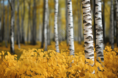 秋天桦树林的美丽景观背景图片