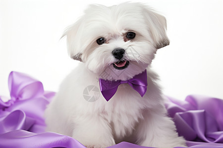 紫蝴蝶结下的宠物狗狗高清图片