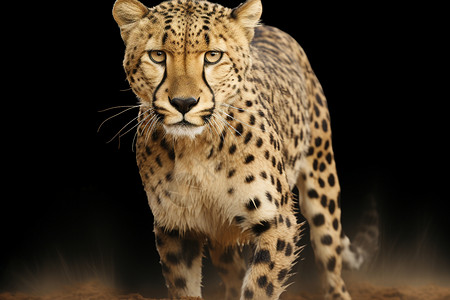肉食动物的猎豹背景图片