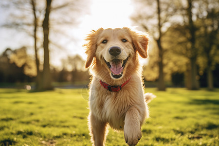 太阳可爱素材快乐的小狗在阳光下奔跑背景