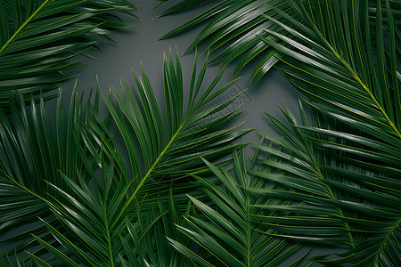 热带风情木桥热带风情的植物设计图片
