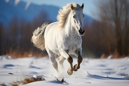 雪地中的白马高清图片
