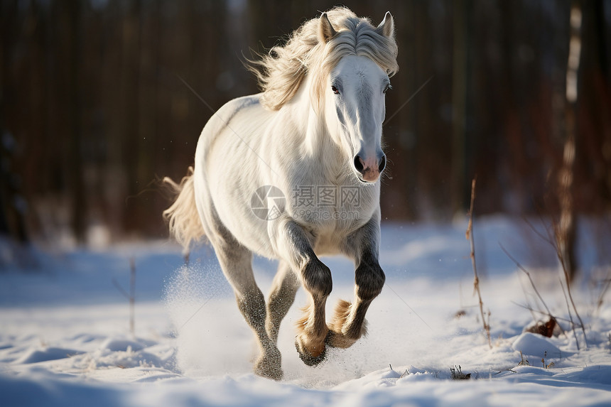 雪地中奔跑的白马图片