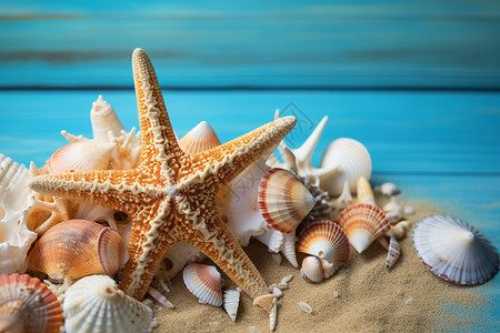 海星和贝壳背景图片