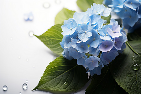 蓝色花朵上的水珠背景图片