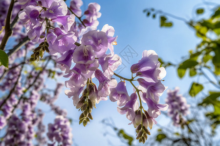 漂亮紫花标签户外枝干上绽放的紫花背景