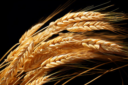 成熟的小麦食材图片