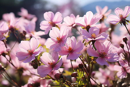 粉红色的花卉图片