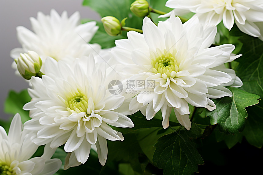 一簇簇美丽的白花图片