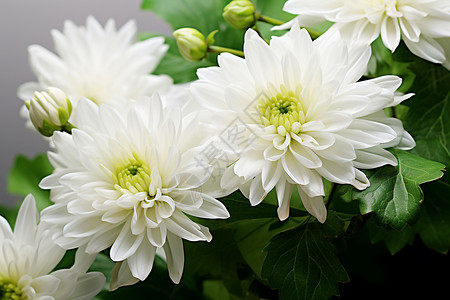 一簇簇美丽的白花图片