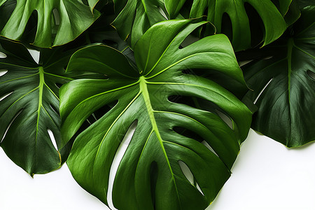 绿色的热带植物图片