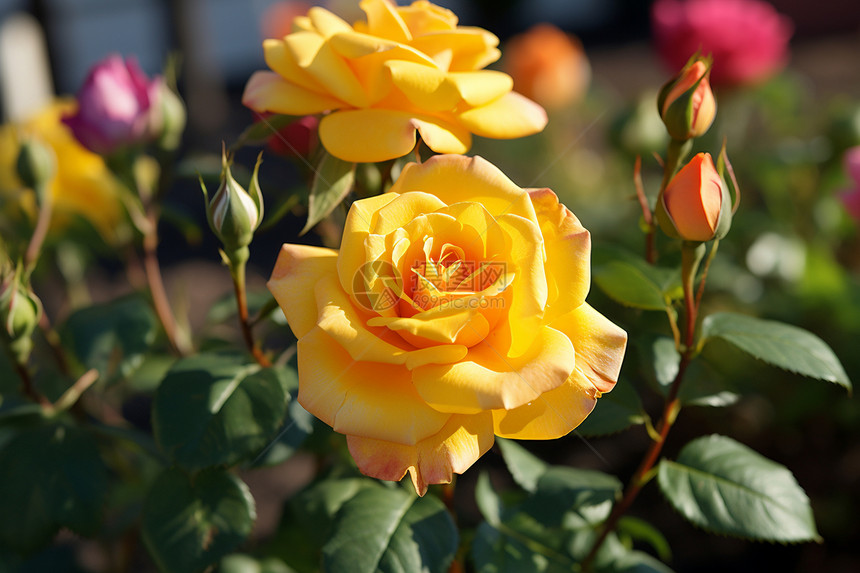 黄色的玫瑰花图片