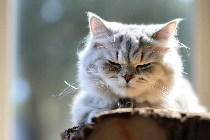 在木根上可爱的小猫图片