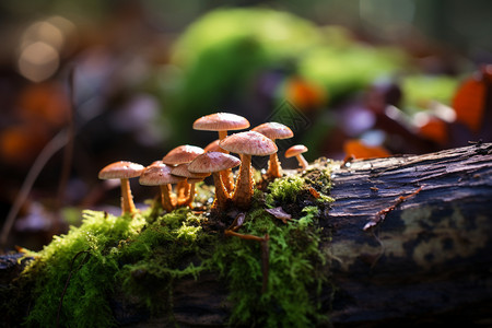 湿润木桩上面生长的蘑菇图片