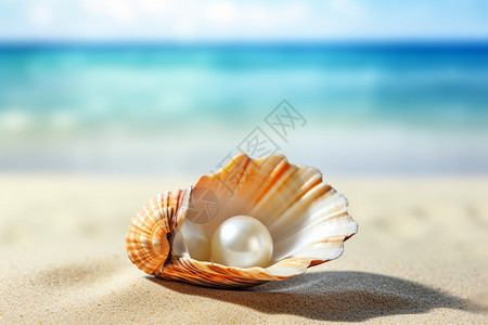 珍珠贝壳海岸海珍珠高清图片