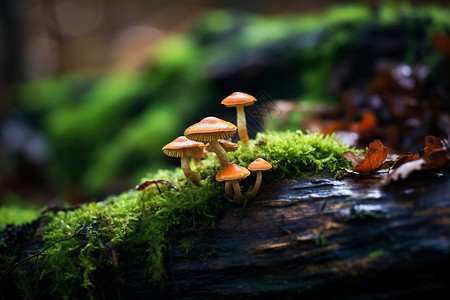 苔藓上自然生长的蘑菇图片