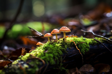 森林里面自然生长的菌类图片