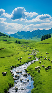 草原中的绵羊和河流图片