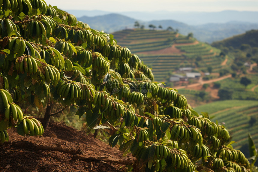 香蕉种植园图片