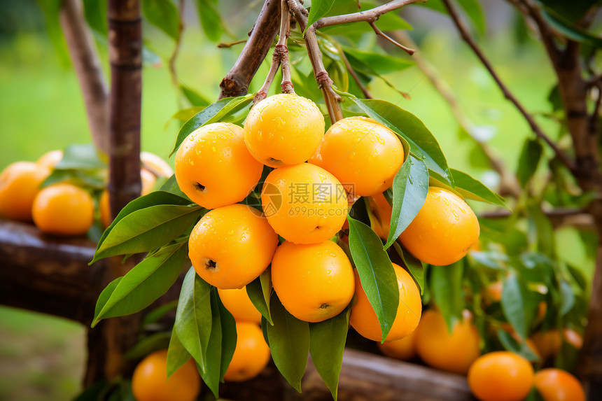 果园里的橙子图片