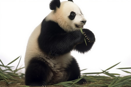吃竹子的呆萌熊猫图片