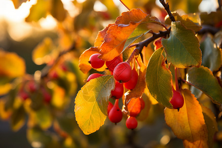 秋日红果树图片