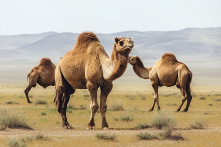 骆驼壮丽景图片