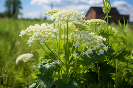 万物生长中的魔法芹菜背景