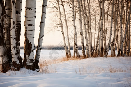 冬季的白桦林景观图片