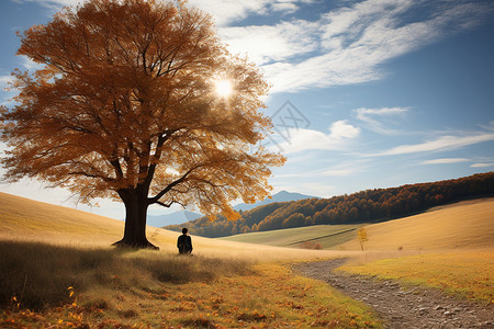 秋季山间孤独的大树图片