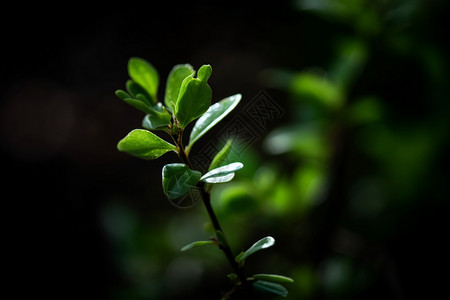 夜晚的树枝图片