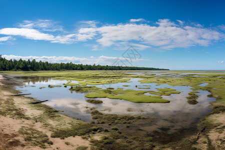 自然的湿地美景图片