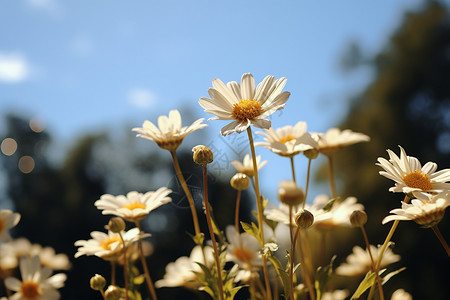 野外盛开的雏菊花丛背景图片