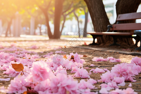 公园地面上的樱花花瓣背景图片