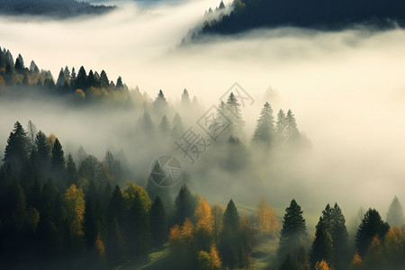 幽静的迷雾森林图片