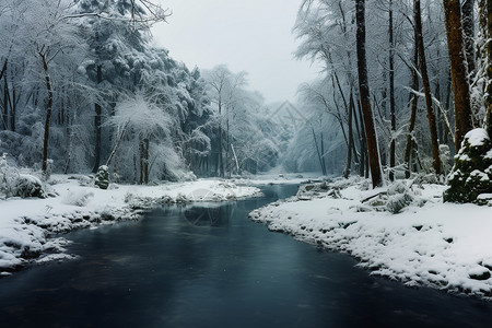积雪的美丽森林图片