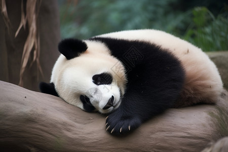 睡觉中的大熊猫图片