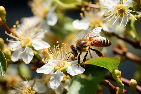 夏日繁忙的蜜蜂图片