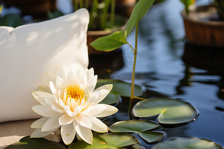 优雅的白莲花背景图片